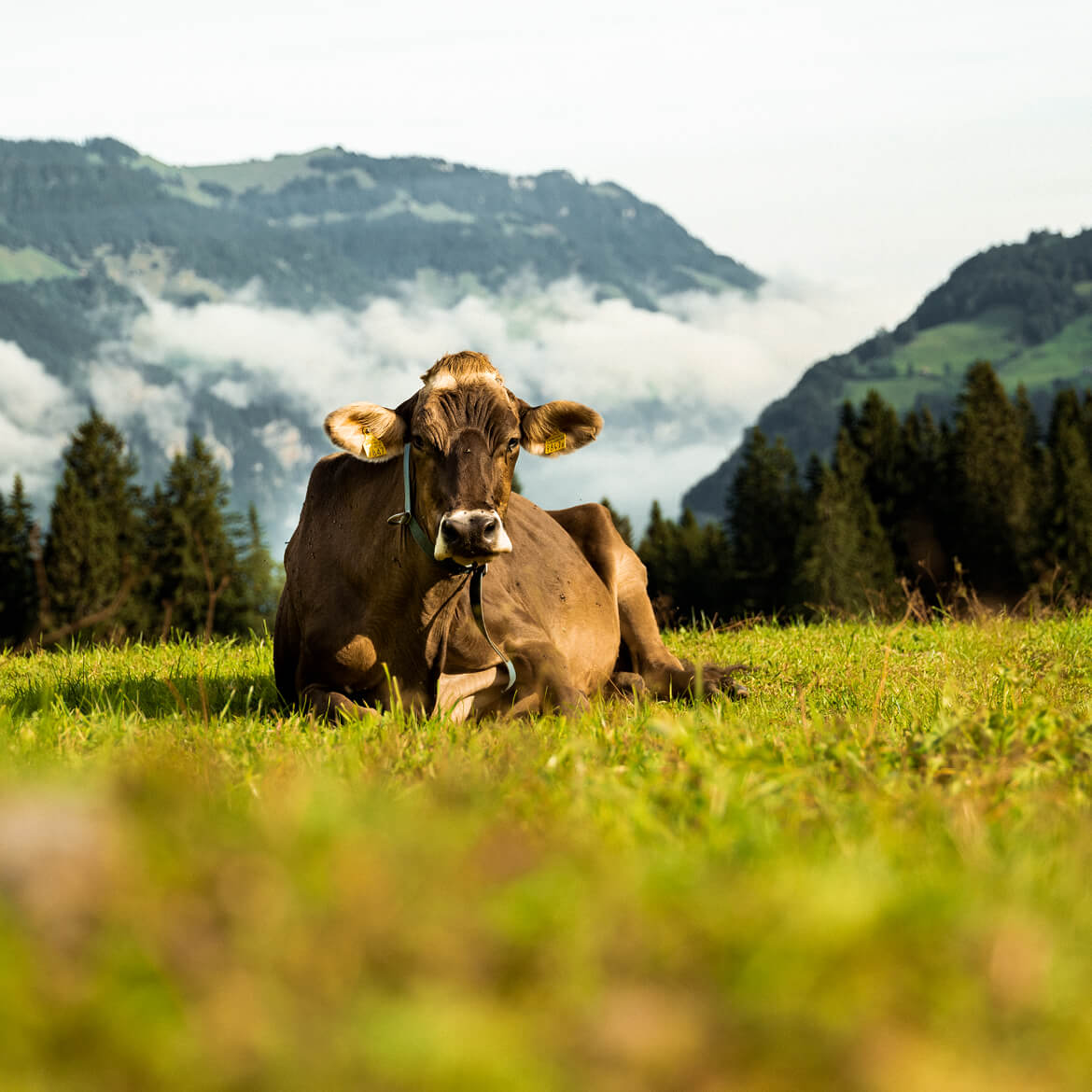 Die Landwirtschaft