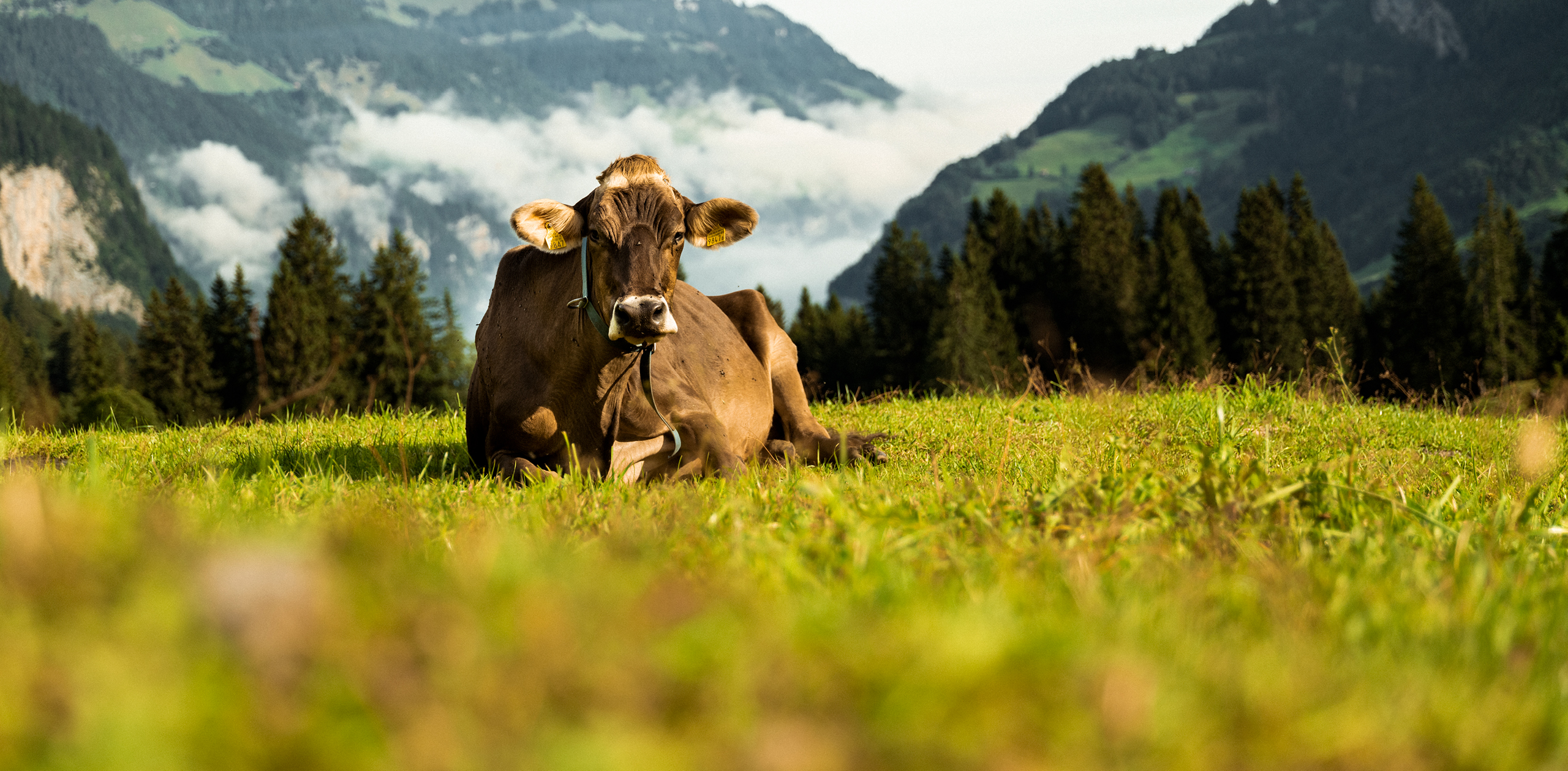 Sbrinz-Herkunft-Alpkaeserei-Untertrueebsee-02